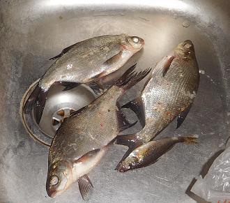 Нажмите на изображение для увеличения.

Название:	DSCN2403.jpg
Просмотров:	40
Размер:	786.2 Кб
ID:	4556306