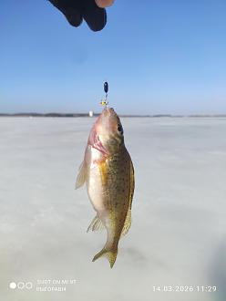 Нажмите на изображение для увеличения.

Название:	IMG_20260314_112925.jpg
Просмотров:	1191
Размер:	118.3 Кб
ID:	4556352