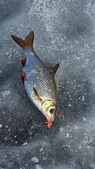 Нажмите на изображение для увеличения.  Название:	20260314_115224.jpg Просмотров:	0 Размер:	663.1 Кб ID:	4556591