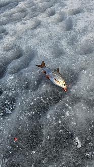 Нажмите на изображение для увеличения.  Название:	20260314_115217.jpg Просмотров:	0 Размер:	608.7 Кб ID:	4556597