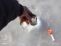 Нажмите на изображение для увеличения.  Название:	IMG_20260315_160823.jpg Просмотров:	0 Размер:	425.3 Кб ID:	4556664