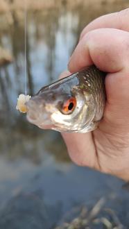 Нажмите на изображение для увеличения.

Название:	IMG20260314080729.jpg
Просмотров:	65
Размер:	145.2 Кб
ID:	4556758