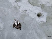 Нажмите на изображение для увеличения.

Название:	IMG_20260319_132620.jpg
Просмотров:	45
Размер:	415.8 Кб
ID:	4556868