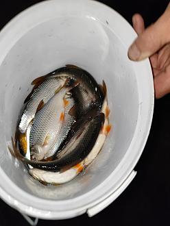 Нажмите на изображение для увеличения.  Название:	IMG_20260325_201358.jpg Просмотров:	0 Размер:	289.3 Кб ID:	4557435