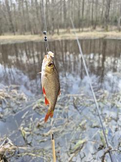 Нажмите на изображение для увеличения.

Название:	20260329_171530.jpg
Просмотров:	339
Размер:	287.3 Кб
ID:	4557781