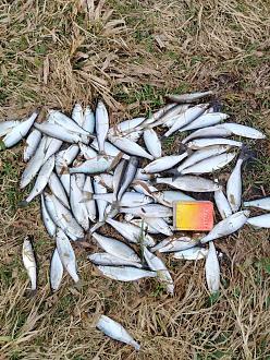 Нажмите на изображение для увеличения.  Название:	IMG_20260329_181843.jpg Просмотров:	0 Размер:	606.1 Кб ID:	4557814