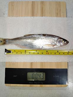 Нажмите на изображение для увеличения.  Название:	IMG_20260329_222120.jpg Просмотров:	0 Размер:	322.7 Кб ID:	4557818