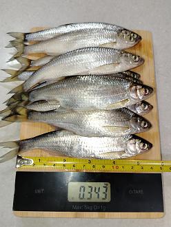 Нажмите на изображение для увеличения.  Название:	IMG_20260329_223425.jpg Просмотров:	0 Размер:	416.5 Кб ID:	4557819