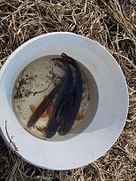 Нажмите на изображение для увеличения.

Название:	IMG_20260329_124537.jpg
Просмотров:	72
Размер:	569.6 Кб
ID:	4557858