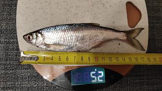 Нажмите на изображение для увеличения.

Название:	IMG20260328211756.jpg
Просмотров:	104
Размер:	516.3 Кб
ID:	4557875