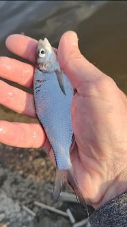 Нажмите на изображение для увеличения.

Название:	Screenshot_2026-03-30-13-01-14-15_92460851df6f172a4592fca41cc2d2e6.jpg
Просмотров:	101
Размер:	306.8 Кб
ID:	4557876