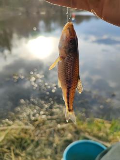 Нажмите на изображение для увеличения.

Название:	IMG_20260329_174903.jpg
Просмотров:	330
Размер:	210.1 Кб
ID:	4557907