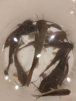 Нажмите на изображение для увеличения.

Название:	IMG_20260401_171904_049.jpg
Просмотров:	126
Размер:	99.1 Кб
ID:	4558022