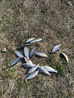 Нажмите на изображение для увеличения.  Название:	IMG_20260401_160536.jpg Просмотров:	7 Размер:	653.5 Кб ID:	4558093