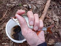 Нажмите на изображение для увеличения.  Название:	IMG_20260405_184909.jpg Просмотров:	0 Размер:	463.7 Кб ID:	4558436