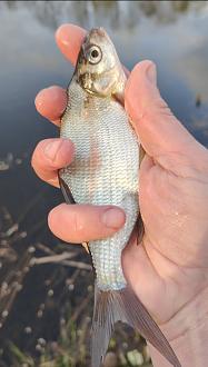 Нажмите на изображение для увеличения.

Название:	Screenshot_2026-04-06-20-56-27-74_92460851df6f172a4592fca41cc2d2e6.jpg
Просмотров:	35
Размер:	337.2 Кб
ID:	4558495