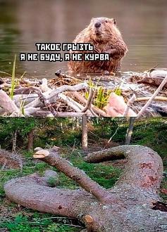 Нажмите на изображение для увеличения.  Название:	1738049520220932457.jpg Просмотров:	0 Размер:	174.4 Кб ID:	4558549