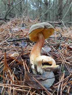 Нажмите на изображение для увеличения.

Название:	20221029_110403.jpg
Просмотров:	6
Размер:	528.3 Кб
ID:	4558709