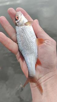 Нажмите на изображение для увеличения.

Название:	Screenshot_2026-04-11-08-38-54-13_92460851df6f172a4592fca41cc2d2e6.jpg
Просмотров:	73
Размер:	266.0 Кб
ID:	4558788