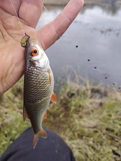 Нажмите на изображение для увеличения.  Название:	IMG_20260411_160559_194.jpg Просмотров:	0 Размер:	211.6 Кб ID:	4558979