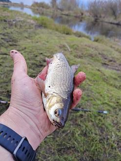 Нажмите на изображение для увеличения.  Название:	IMG_20260411_180111_583.jpg Просмотров:	0 Размер:	287.2 Кб ID:	4558980