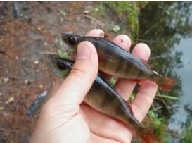 Нажмите на изображение для увеличения.

Название:	Скриншот 13-04-2026 153245.jpg
Просмотров:	37
Размер:	17.7 Кб
ID:	4558987