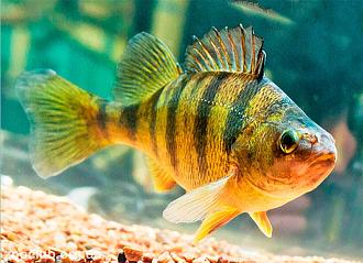 Нажмите на изображение для увеличения.

Название:	zheltyy-okunzxc.jpg
Просмотров:	0
Размер:	122.6 Кб
ID:	4559018