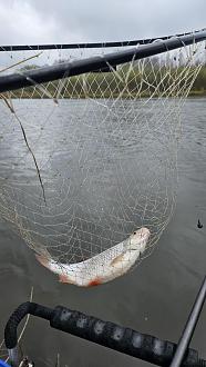 Нажмите на изображение для увеличения.

Название:	20260416_121345.jpg
Просмотров:	237
Размер:	286.1 Кб
ID:	4559253