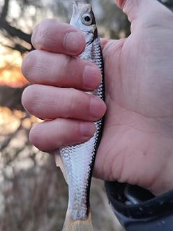 Нажмите на изображение для увеличения.

Название:	IMG_20260419_202240.jpg
Просмотров:	54
Размер:	219.2 Кб
ID:	4559463