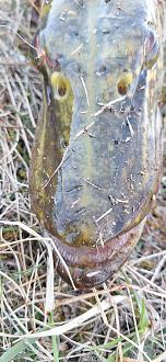 Нажмите на изображение для увеличения.

Название:	2026-04-18 17-51-59 (1).JPG
Просмотров:	196
Размер:	350.1 Кб
ID:	4559615