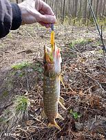 Нажмите на изображение для увеличения.  Название:	IMG_20260425_155639.jpg Просмотров:	0 Размер:	660.7 Кб ID:	4560020