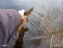 Нажмите на изображение для увеличения.  Название:	IMG_20260425_155802.jpg Просмотров:	0 Размер:	459.8 Кб ID:	4560021