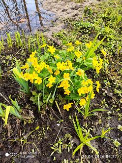 Нажмите на изображение для увеличения.

Название:	IMG_20260429_085746.jpg
Просмотров:	58
Размер:	681.4 Кб
ID:	4560337