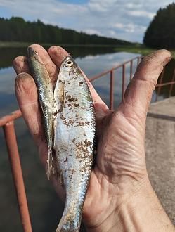 Нажмите на изображение для увеличения.  Название:	image_600792.jpg Просмотров:	0 Размер:	342.9 Кб ID:	4561552