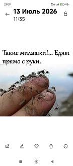 Нажмите на изображение для увеличения.

Название:	Screenshot_2026-07-13-21-09-13-066_com.miui.gallery.jpg
Просмотров:	148
Размер:	105.6 Кб
ID:	4566548