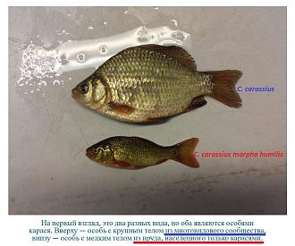 Нажмите на изображение для увеличения.

Название:	Carassius carassius.jpg
Просмотров:	79
Размер:	205.6 Кб
ID:	4567327