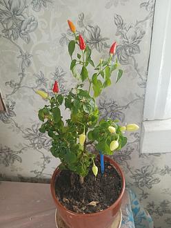 Нажмите на изображение для увеличения.

Название:	IMG_20260729_103256_758.jpg
Просмотров:	318
Размер:	355.6 Кб
ID:	4567822