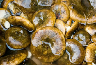 Нажмите на изображение для увеличения.  Название:	грузды.png Просмотров:	9 Размер:	229.3 Кб ID:	4569636