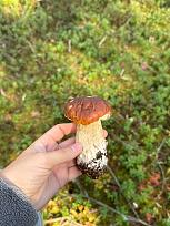 Нажмите на изображение для увеличения.  Название:	IMG_20261005_111047_325.jpg Просмотров:	0 Размер:	205.8 Кб ID:	4603703