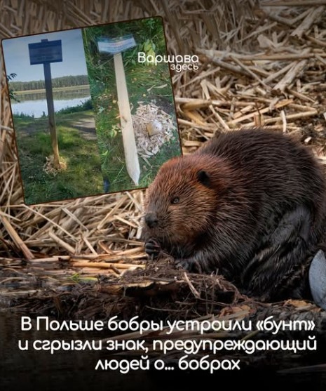 Нажмите на изображение для увеличения.

Название:	Скриншот 09-10-2026 095700.jpg
Просмотров:	0
Размер:	93.9 Кб
ID:	4603965