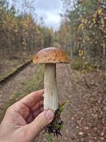 Нажмите на изображение для увеличения.  Название:	20261024_135734.jpg Просмотров:	0 Размер:	267.1 Кб ID:	4605333