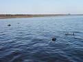 Нажмите на изображение для увеличения.

Название:	P1010002_resize.JPG
Просмотров:	8849
Размер:	23.7 Кб
ID:	3327681