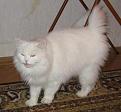 Нажмите на изображение для увеличения.

Название:	cat1.JPG
Просмотров:	805
Размер:	107.5 Кб
ID:	3328492