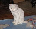Нажмите на изображение для увеличения.

Название:	cat6.JPG
Просмотров:	773
Размер:	106.3 Кб
ID:	3328497