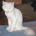 Нажмите на изображение для увеличения.

Название:	cat7.JPG
Просмотров:	802
Размер:	79.0 Кб
ID:	3328498