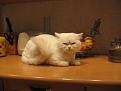 Нажмите на изображение для увеличения.

Название:	IMG_0911 [640x480].jpg
Просмотров:	544
Размер:	31.5 Кб
ID:	3328882