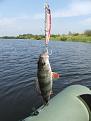 Нажмите на изображение для увеличения.

Название:	minnow perch small.jpg
Просмотров:	831
Размер:	86.2 Кб
ID:	3329082