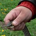 Нажмите на изображение для увеличения.

Название:	snake2.jpg
Просмотров:	555
Размер:	102.1 Кб
ID:	3331554