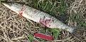 Нажмите на изображение для увеличения.

Название:	BaitFish.jpg
Просмотров:	606
Размер:	103.8 Кб
ID:	3331555