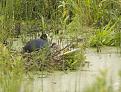 Нажмите на изображение для увеличения.

Название:	_0559_duck-on-nest.jpg
Просмотров:	457
Размер:	72.3 Кб
ID:	3332293